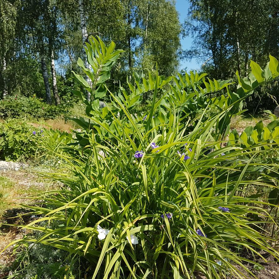 Vila Sanzila Bernatoniai Zewnętrze zdjęcie